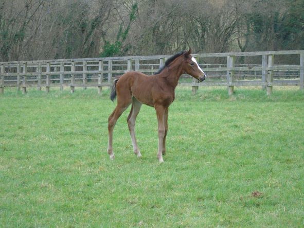 2022 filly by Belardo